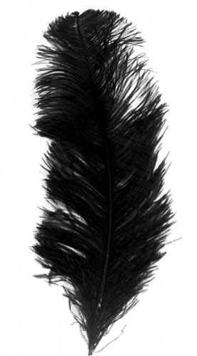 Plume d'autruche "Ostrich feather"